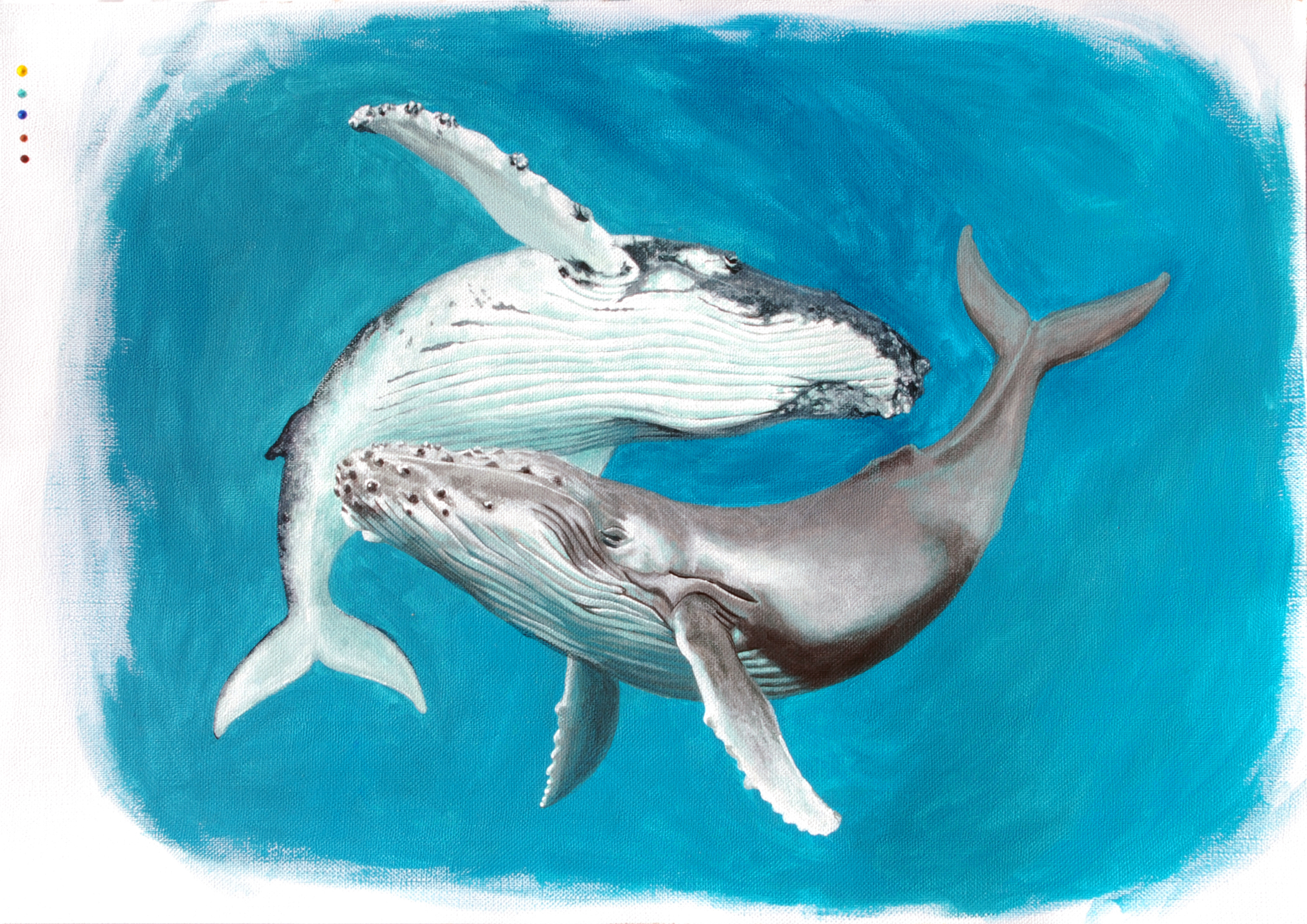 dos ballenas haciendo un círculo